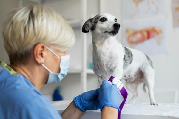 Review Velocity analysis of independent veterinary practices in Kent